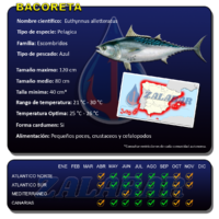Bacoreta con Octokill de Zalabar | Señuelo pesca al currican